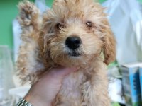 Maltipoo Yavrular