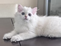 BRITISH LONGHAIR YAVRUMUZ