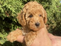 Mini Red Poodle (Teacup)