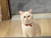 Çok sakin ve asla koku bırakmaz asla british shorthair