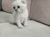 Yeni yılın british longhair bebekleri