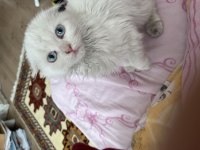 2,5 Aylık Chinchilla Bebeğimize Yuva