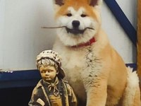Safkan Soykütük Sertifika Belgeli Japon Akita Yavrular