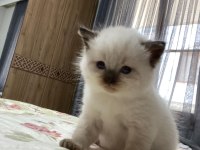 4 british shorthair yavrumuz