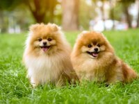 3 aylık pomeranian dişi erkek köpekler