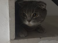 Scottish fold cinsi erkek kedi Diyarbakır