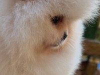 5 Aylık Yavru Pomeranian Boo White