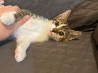 Yavru KEDİLER