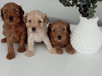 Mükemmel kalite maltipoo yavrularımız