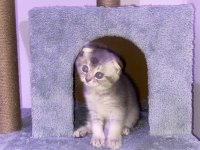 TESLİME HAZIR SCOTTİSH FOLD SİLVER DİŞİ