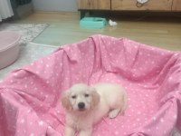 2 Aylık Golden Retriever