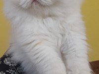 İran exotic longhair bebekler