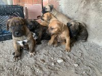 Presa canario köpekler