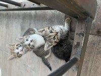 ÇOK ŞEKER ÜÇ ADET TEKİR