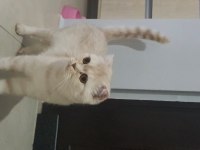 Dişi scottish fold