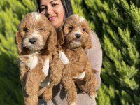 Safkan Maltipoo Yavrularım