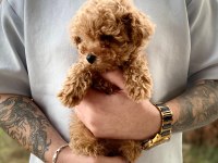 Pet Tuvalet Eğitimli Kore Poodle Bebekler