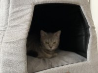 6 Aylık Dişi British Shorthair