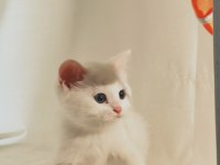 Şişman ve Enerjik Sevimli Beyaz British Shorthair
