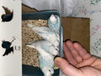 Bakıcı çift muhabbet kuşu