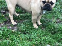 Micro 2 yaşında french bulldog kızımız