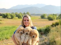 Golden Retriever Yavrular İstenirse Kapınıza Teslim