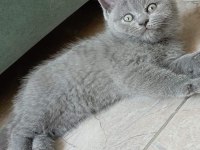 Top Kafa Ayıcık Surat British Shorthair