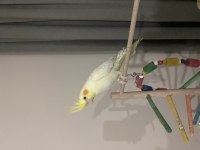 Albino Kırmızı Göz 6 Aylık Dişi Sultan Papağanı