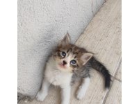 Beş yavru kedim