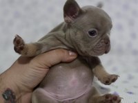 New Shade Isabella Tan French Bulldog