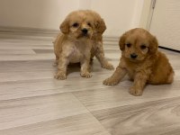 IRK VE SAĞLIK GARANTİ ORJİNAL MALTİPOO BEBEĞİMİZ
