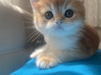 NY11 Erkek yavru british shorthair