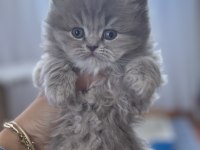 British longhair kedisi
