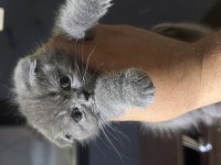 1 buçuk aylık erkek çok hareketli scottish fold
