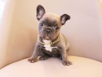 FRENCH BULLDOG YAVRULARI