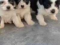 Mini Boy Maskeli Morkie Yavrular
