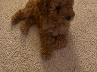 ORJİNAL TOY POODLE IRK GARANTİLİ
