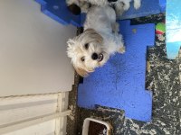 Sevgi pıtırcığı terrier