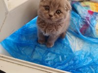 1 aylık scottish fold yavrular sahiplendirmek istiyorum