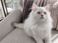 Kar Beyazı British Longhair Yavrular
