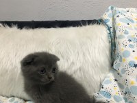 2 aylık 3 erkek bir dişi oyuncu yavrular scottish fold