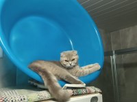 Sevimli dişi minnoş scottish fold