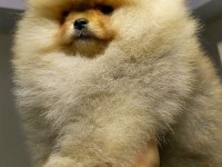 TEDDY BEAR BOO YAVRULAR TAKSİTLE HERYERE GÖNDERİLİR