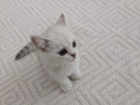 2 aylık british shorthair bebişimiz yeni ailesini arıyor