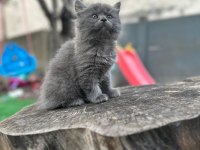 KOCA KAFA KEDİLERİMİZ AA KALITE SAFKANDIR