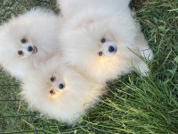 Pomeranian boo ayı surat bebekler