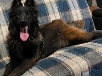 Sevgine zamanına emeğine değecek malinois arayanlara