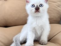 Scottish fold erkek 55 günlük