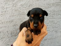 A SCR A KLASS DOBERMAN