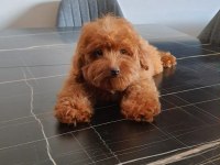 Red Brown Maltipoo